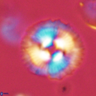 Coccolithus gracejacovidesiae 58986