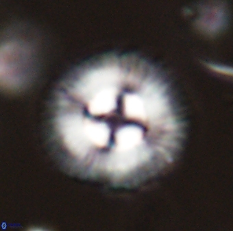 Coccolithus gracejacovidesiae 58988