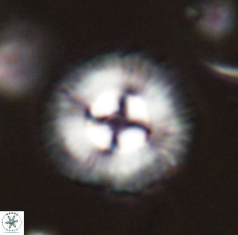 Coccolithus gracejacovidesiae 58988