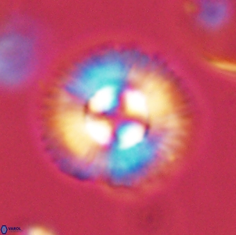 Coccolithus gracejacovidesiae 58989