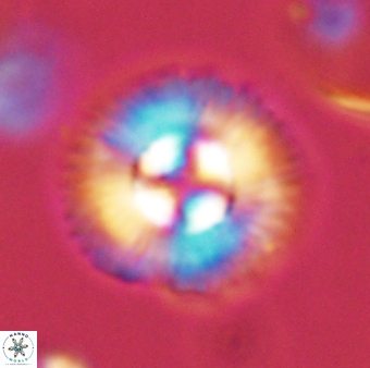 Coccolithus gracejacovidesiae 58989