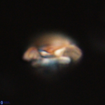 Coccolithus gracejacovidesiae 67869