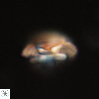 Coccolithus gracejacovidesiae 67869