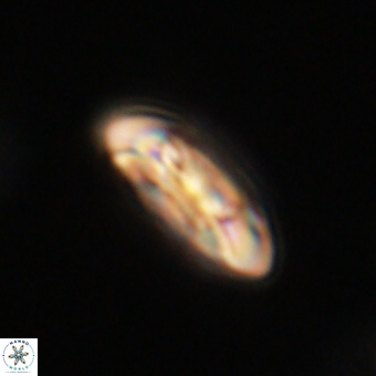 Coccolithus gracejacovidesiae 67880