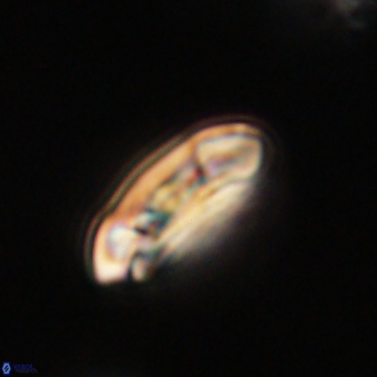 Coccolithus gracejacovidesiae 67881