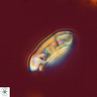 Coccolithus gracejacovidesiae 67882