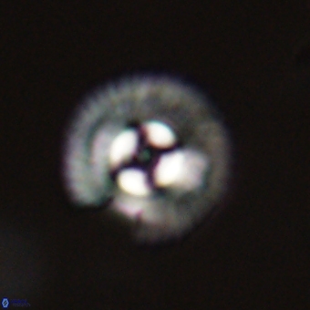 Coccolithus gracejacovidesiae 67885