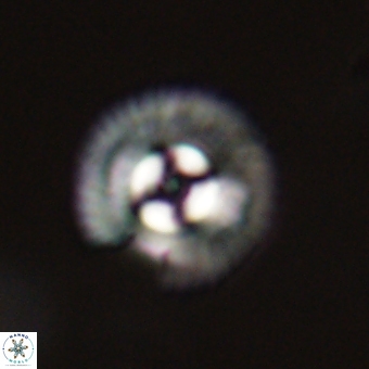Coccolithus gracejacovidesiae 67885