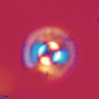 Coccolithus gracejacovidesiae 67886
