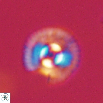 Coccolithus gracejacovidesiae 67886