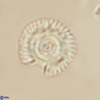 Coccolithus gracejacovidesiae 67887