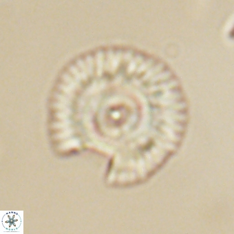 Coccolithus gracejacovidesiae 67888