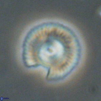 Coccolithus gracejacovidesiae 67890