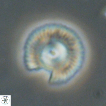 Coccolithus gracejacovidesiae 67890