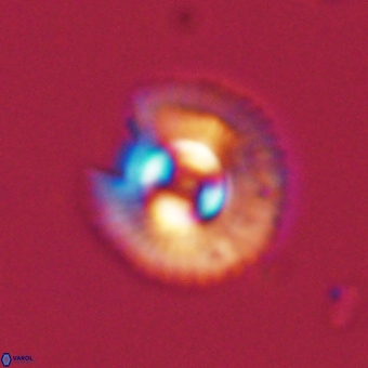 Coccolithus gracejacovidesiae 67908