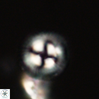 Coccolithus gracejacovidesiae 68476