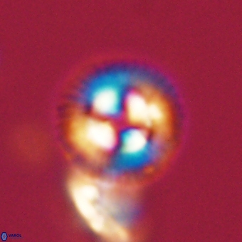 Coccolithus gracejacovidesiae 68477