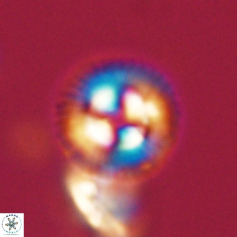 Coccolithus gracejacovidesiae 68477