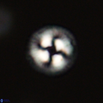 Coccolithus gracejacovidesiae 68479