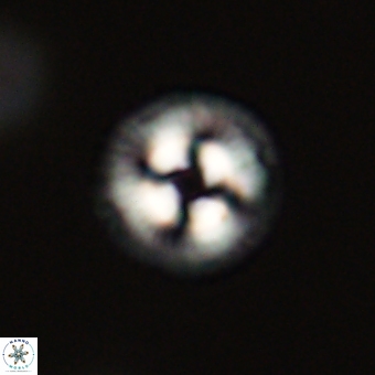 Coccolithus gracejacovidesiae 68479
