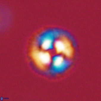 Coccolithus gracejacovidesiae 68480