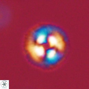 Coccolithus gracejacovidesiae 68480