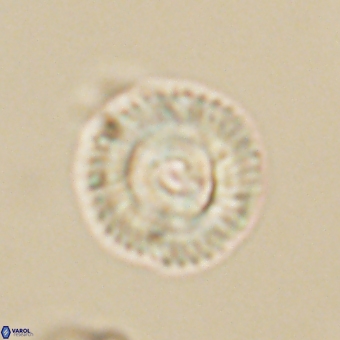 Coccolithus gracejacovidesiae 68482