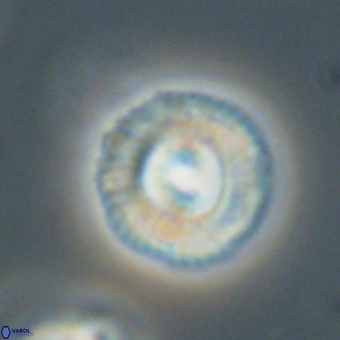 Coccolithus gracejacovidesiae 68484