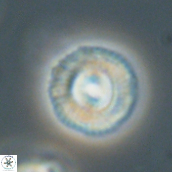 Coccolithus gracejacovidesiae 68484