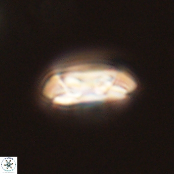Coccolithus gracejacovidesiae 68488