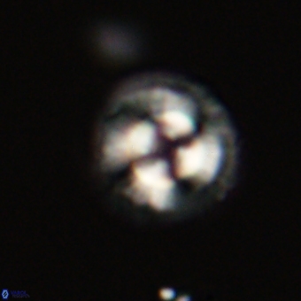 Coccolithus gracejacovidesiae 68512