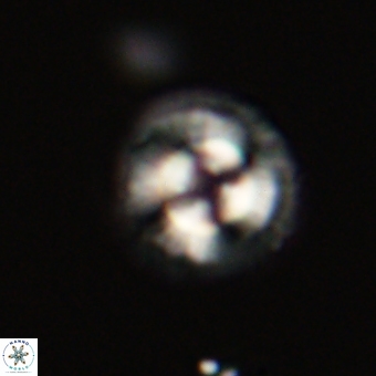Coccolithus gracejacovidesiae 68512