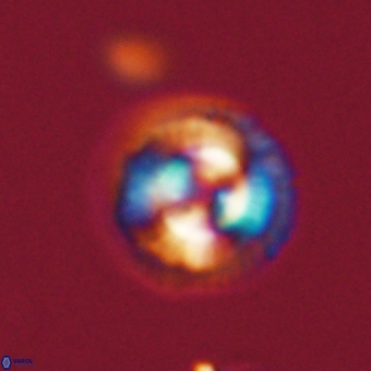 Coccolithus gracejacovidesiae 68513