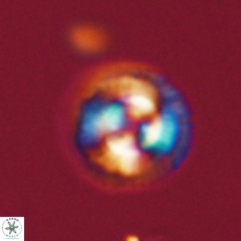 Coccolithus gracejacovidesiae 68513