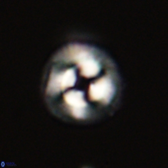 Coccolithus gracejacovidesiae 68515