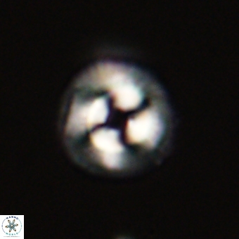 Coccolithus gracejacovidesiae 68515
