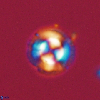 Coccolithus gracejacovidesiae 68716