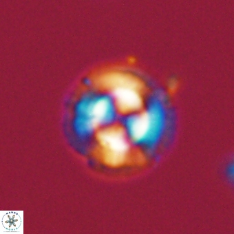 Coccolithus gracejacovidesiae 68716