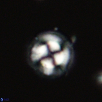 Coccolithus gracejacovidesiae 68717