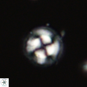 Coccolithus gracejacovidesiae 68717