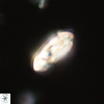 Coccolithus gracejacovidesiae 68721
