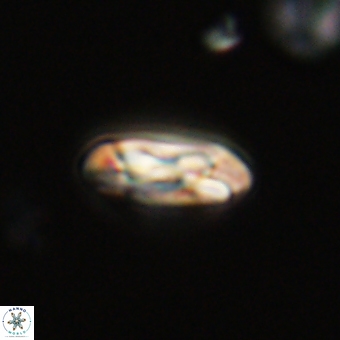 Coccolithus gracejacovidesiae 68729
