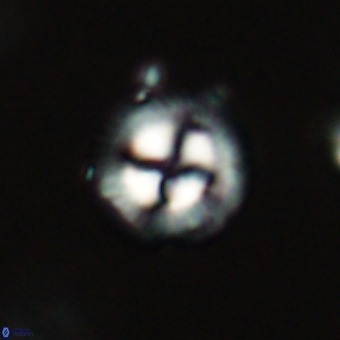 Coccolithus gracejacovidesiae 68733