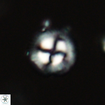 Coccolithus gracejacovidesiae 68733