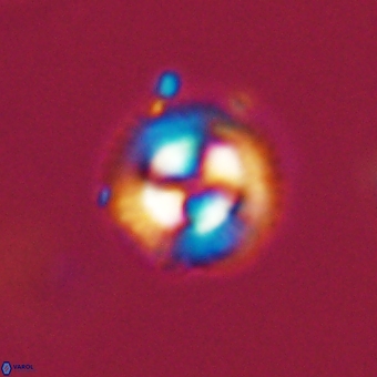 Coccolithus gracejacovidesiae 68734