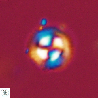 Coccolithus gracejacovidesiae 68734