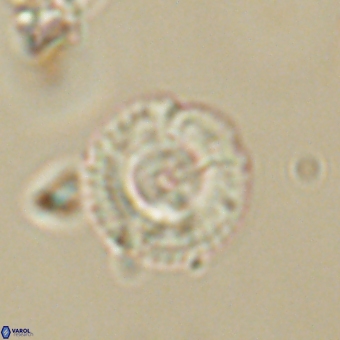 Coccolithus gracejacovidesiae 68735