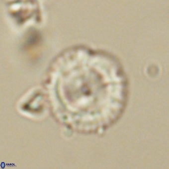 Coccolithus gracejacovidesiae 68736