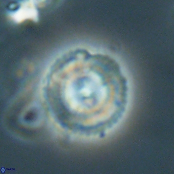 Coccolithus gracejacovidesiae 68738
