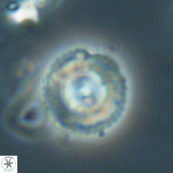 Coccolithus gracejacovidesiae 68738